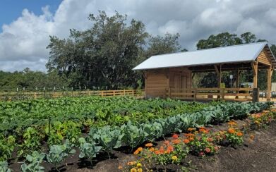 Fresh Food Meets Community: Celebrating the First Harvests at The Grow