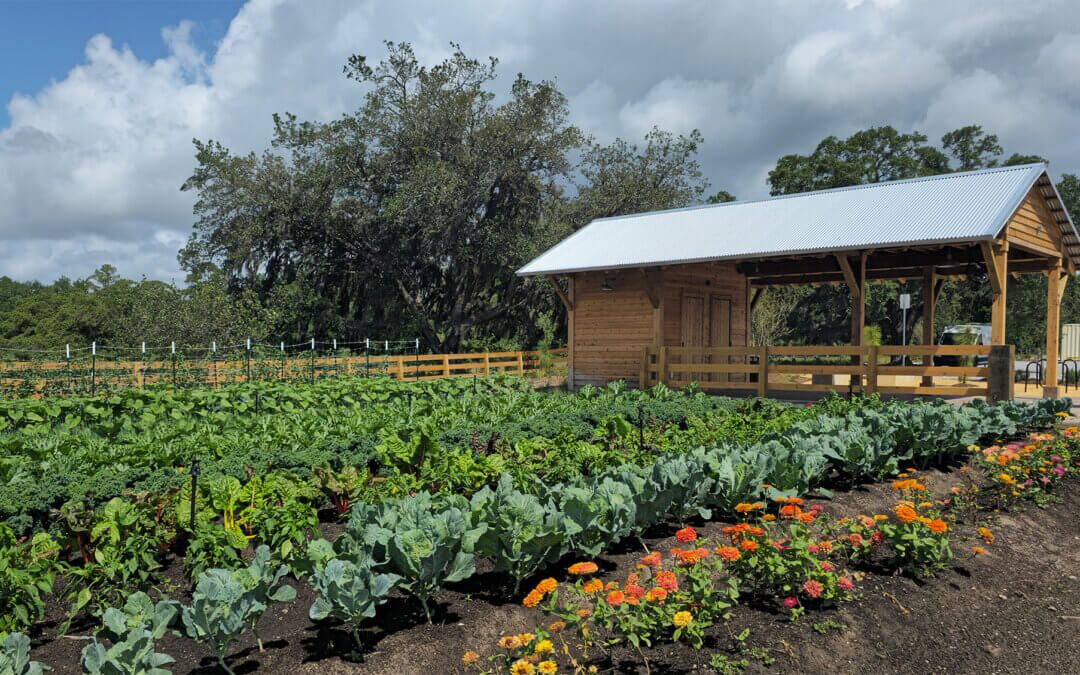 Fresh Food Meets Community: Celebrating the First Harvests at The Grow