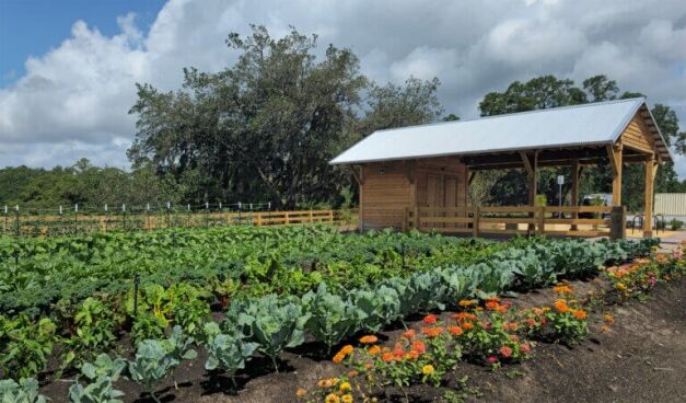 A thriving community garden with rows of leafy green vegetables and colorful flowers surrounding a rustic wooden farm stand beneath a bright sky with large clouds.