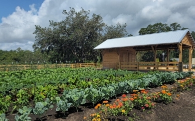 Fresh Food Meets Community: Celebrating the First Harvests at The Grow